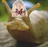 SSSSQUIRMARELLA